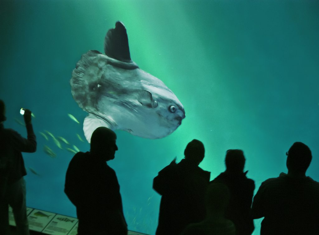 Ocean Sunfish