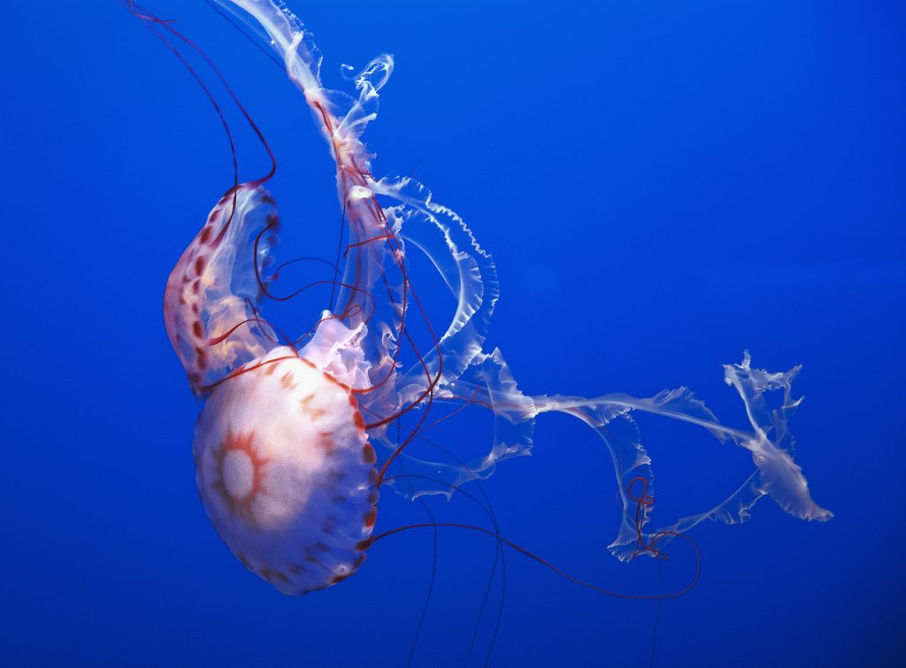 Quallen im Aquarium Monterey