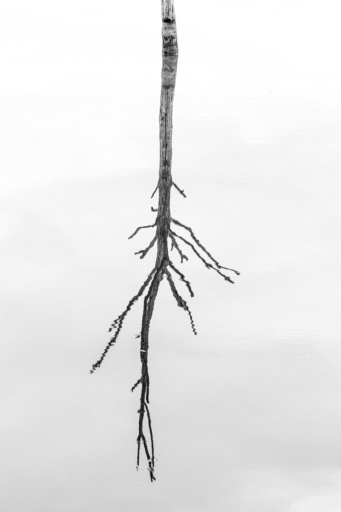 Baum im Wasser