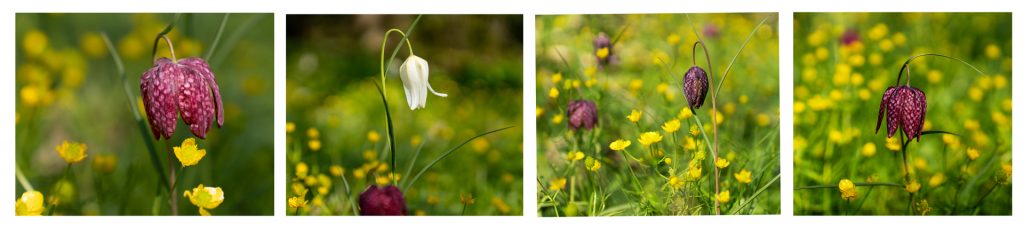 Frühling im Staudengarten