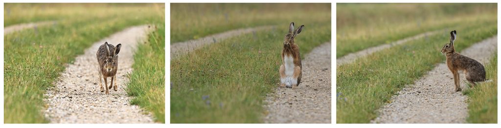 Hase