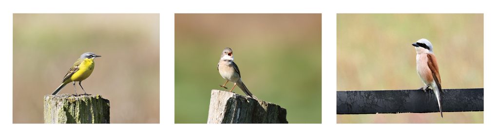 Wiesenvögel