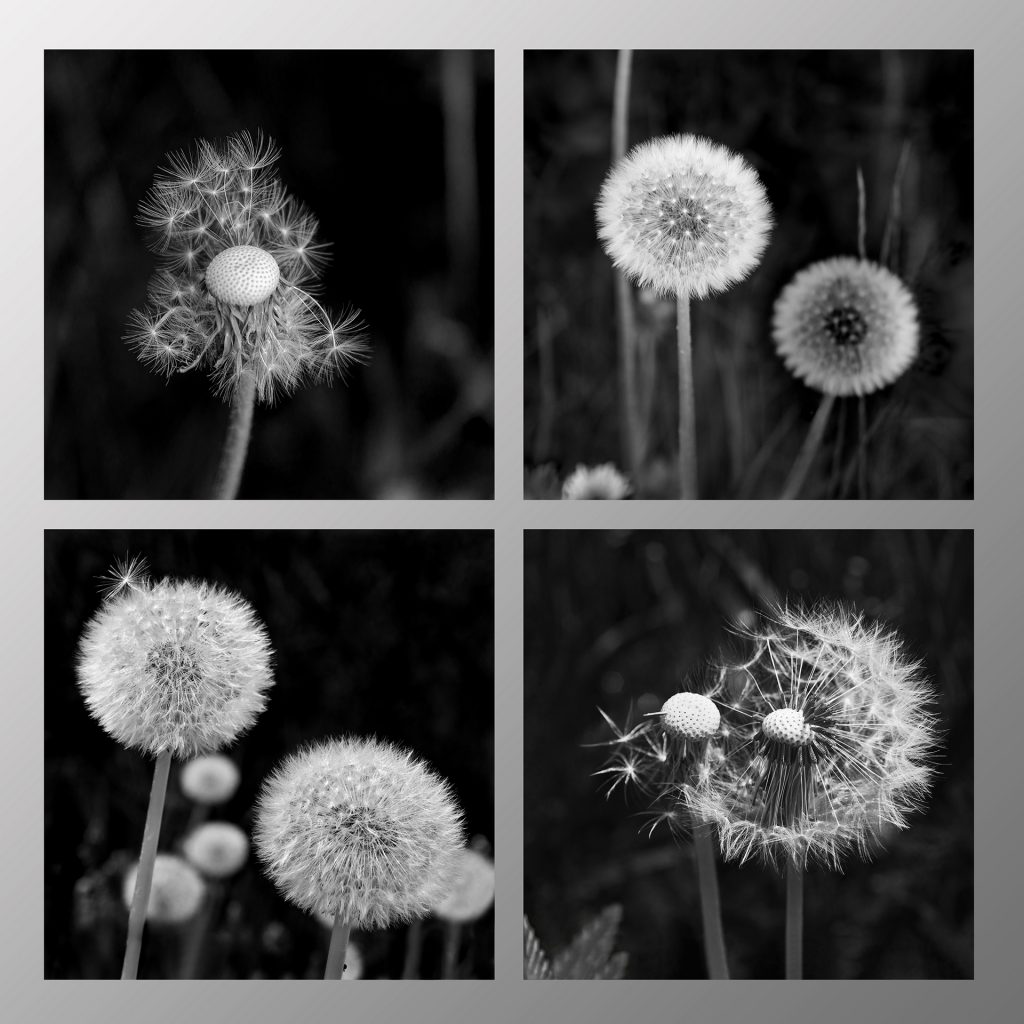Pusteblumen