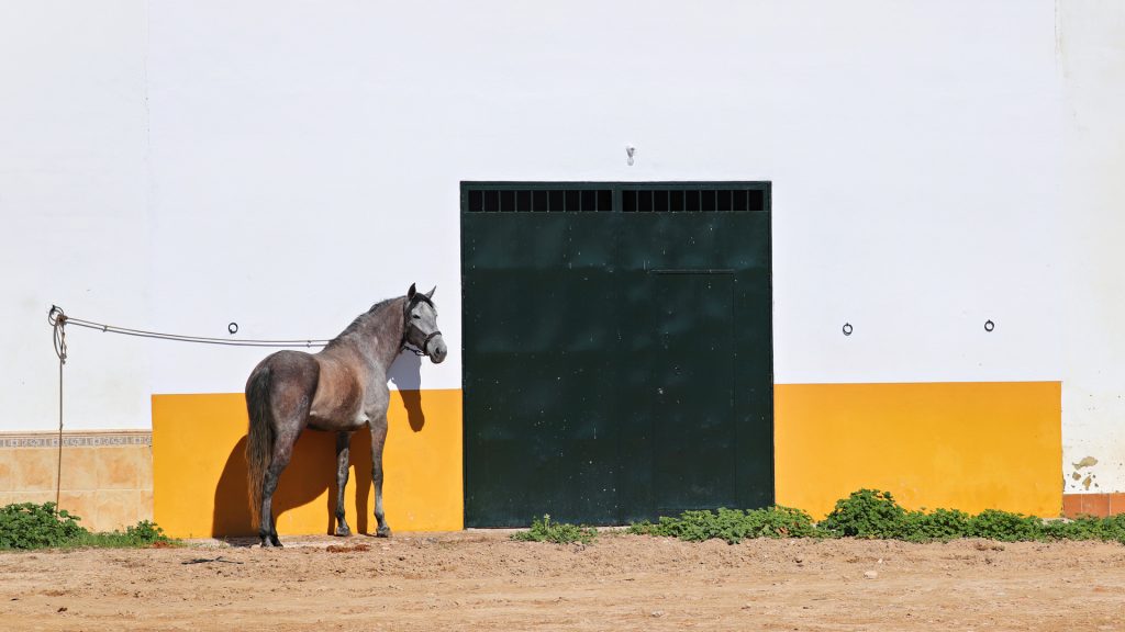 El-Rocio_Pferd