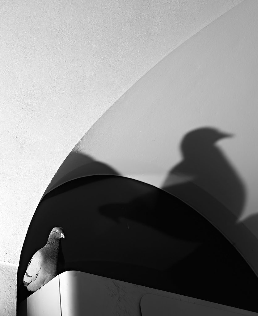 Die Taube