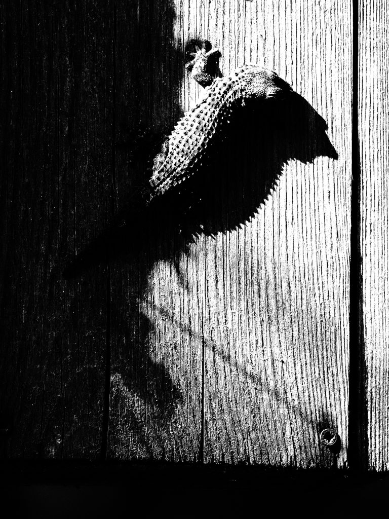 Gecko