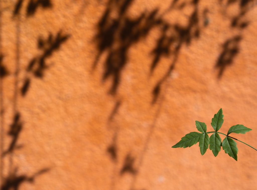 Rankenschatten