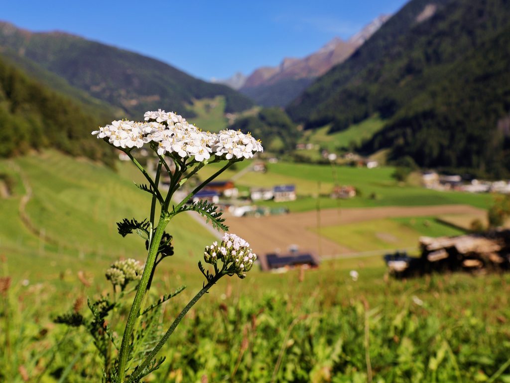 Schafgarbe_Weit