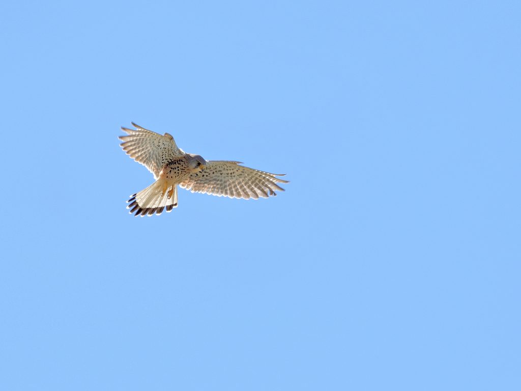 Turmfalke