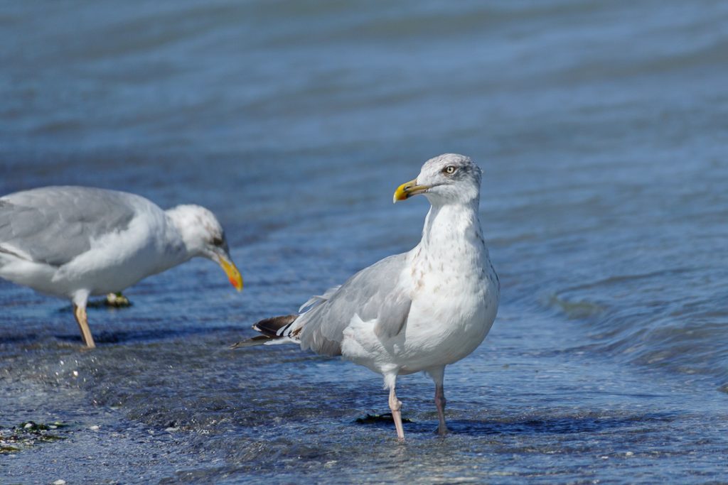 Möwe