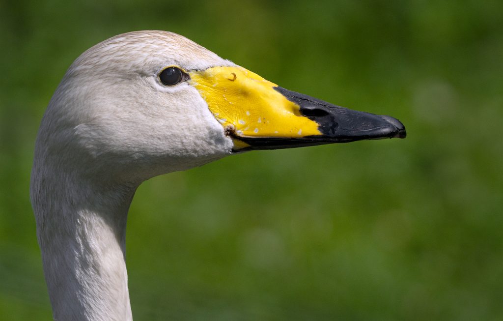 Gans 600 mm