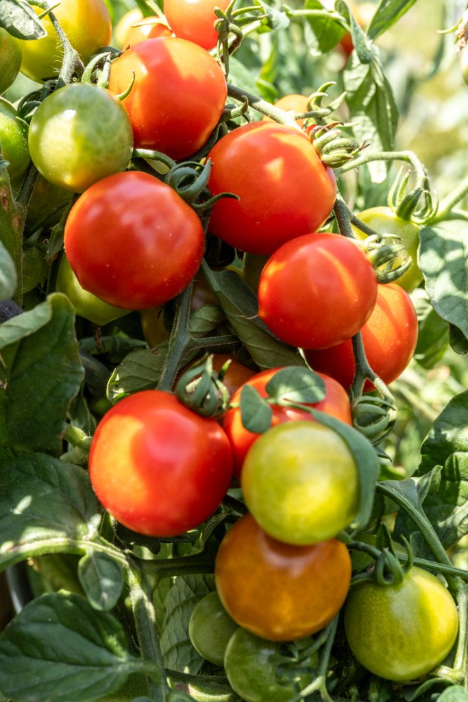 Tomaten