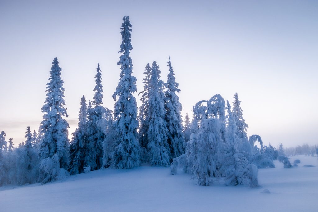 Kalter Nordwald