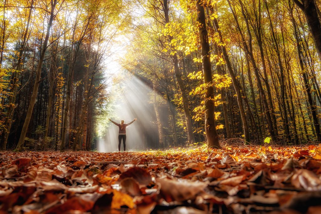 Der Geist des Waldes