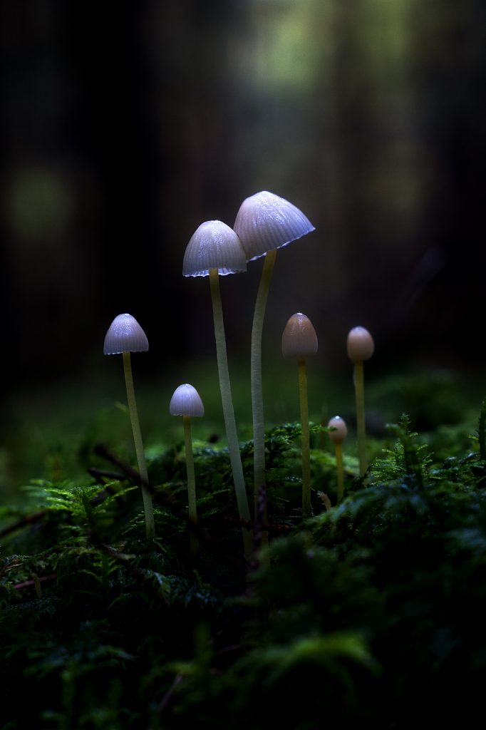 Familienfoto im Wald