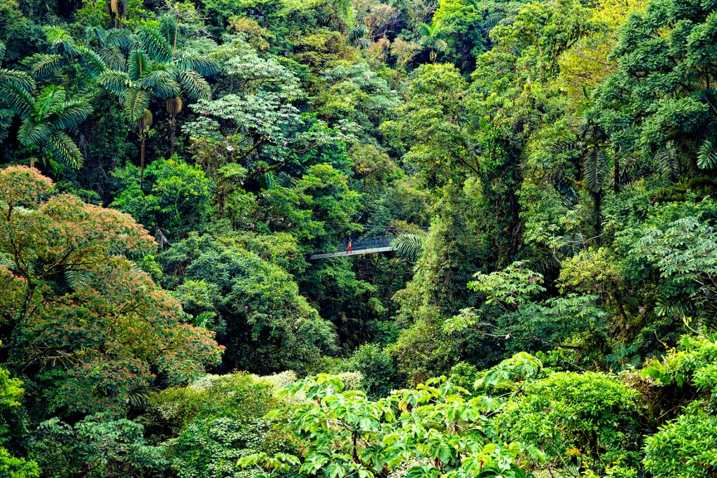 Grüner geht´s nicht