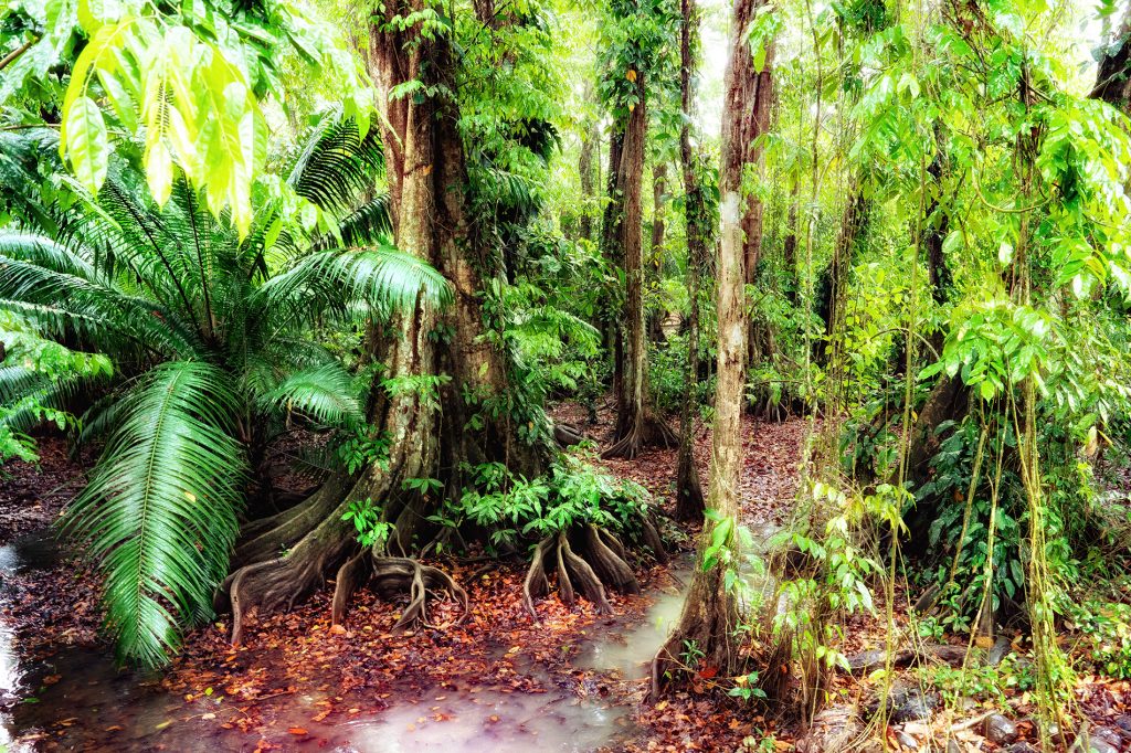 Waldbaden im Regenwald