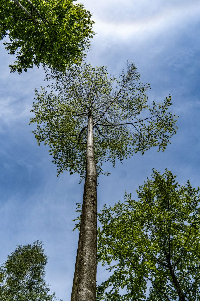Baunkrone