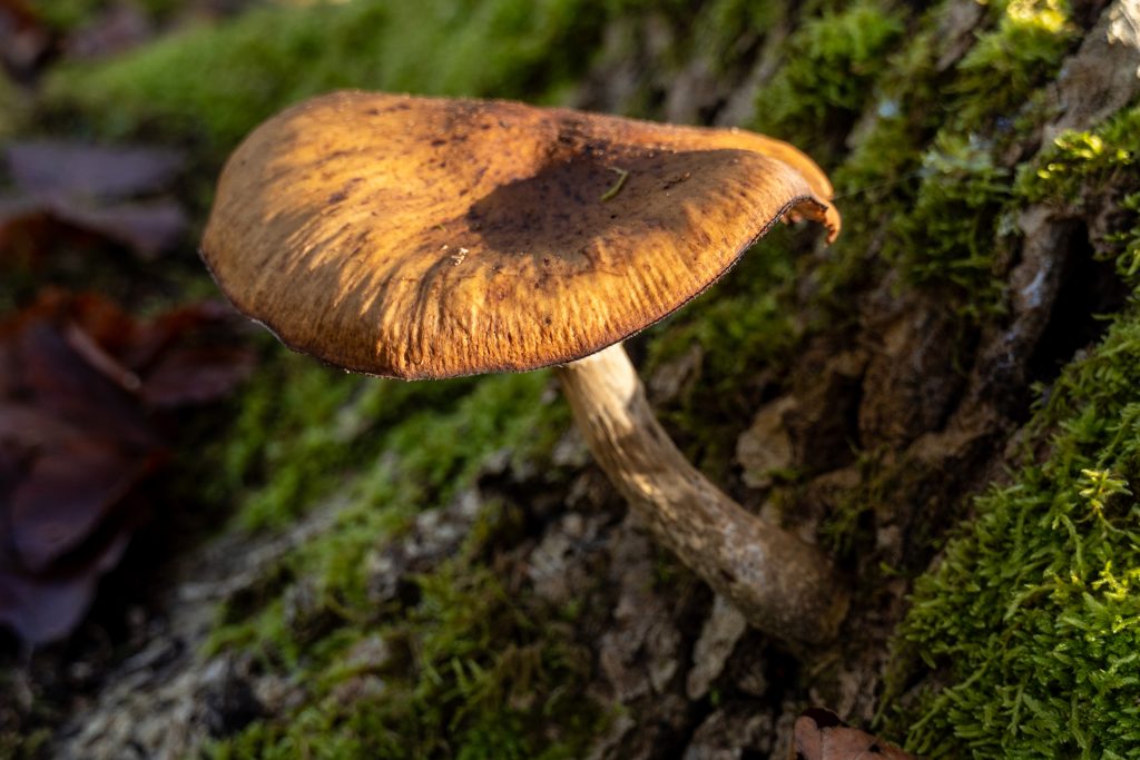 ein Schwammerl