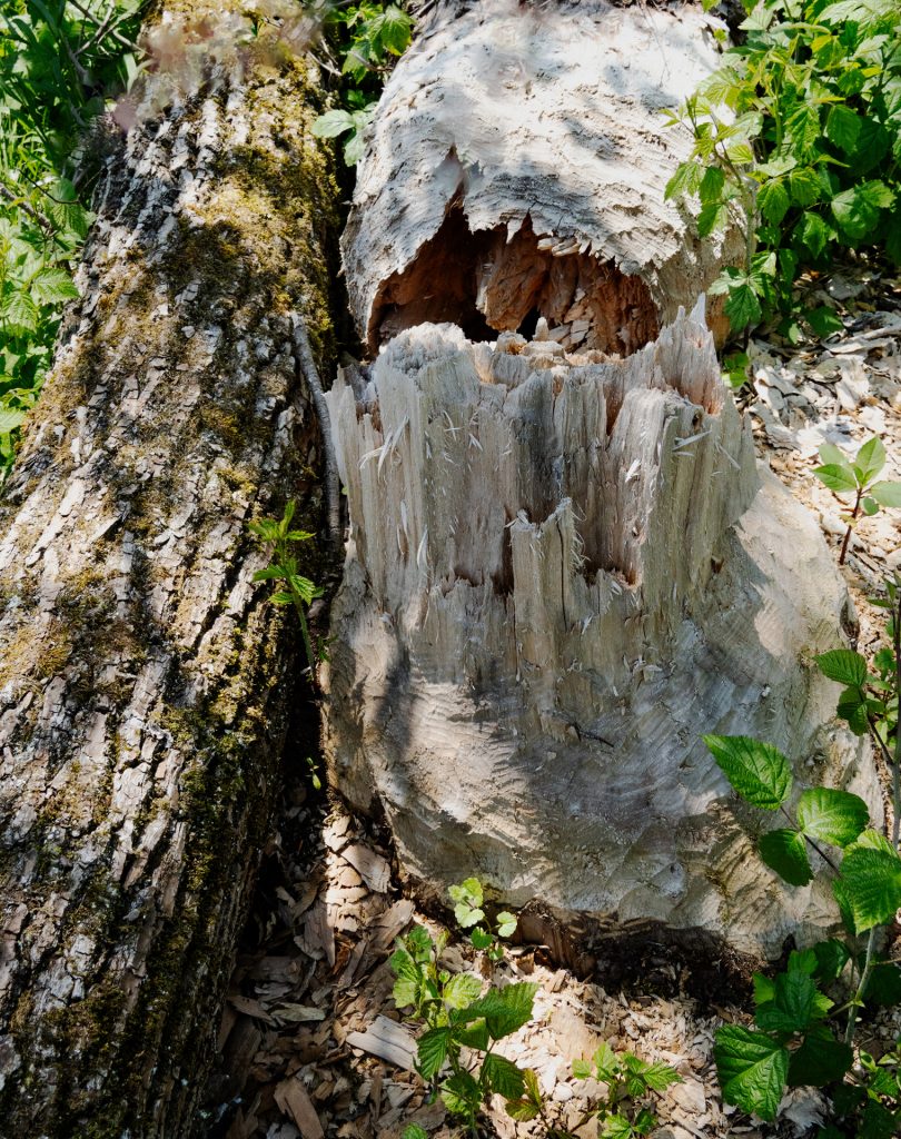 in der Pupplinger Au