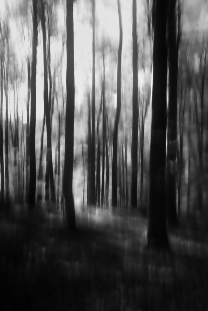 Mystisches Waldleuchten (SW)