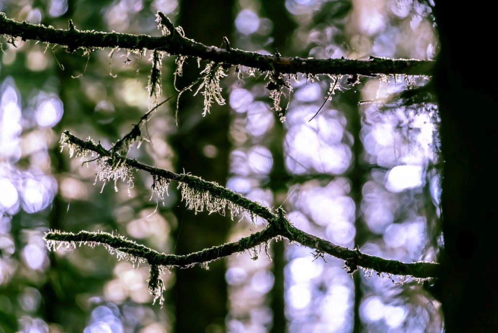 Mystisches Waldleuchten