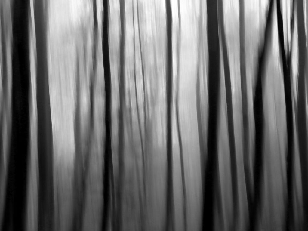 Buchenwald Schwarzweiss