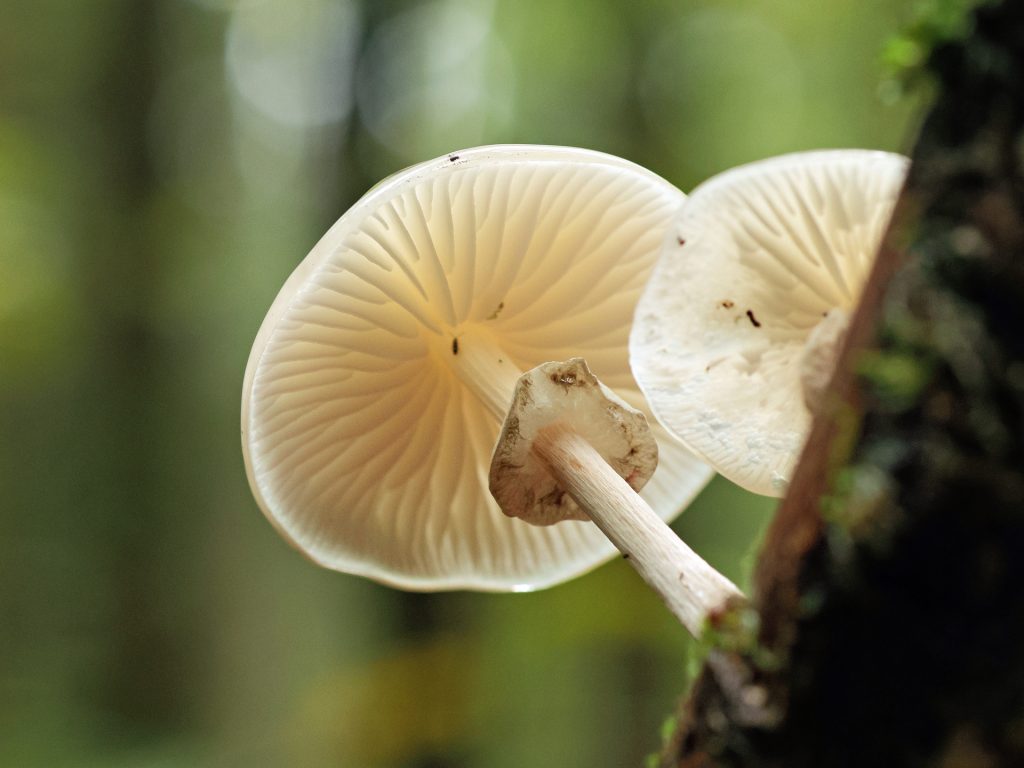 Buchen-Schleimrübling