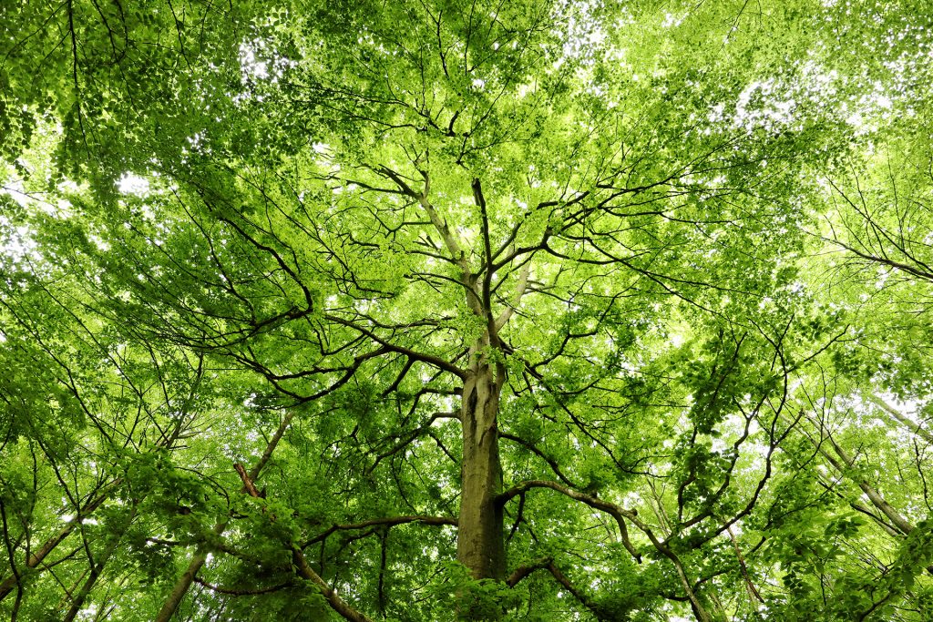 Buchenwald im Frühling
