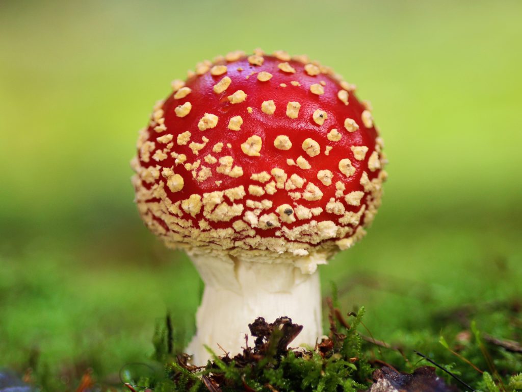 Junger Fliegenpilz