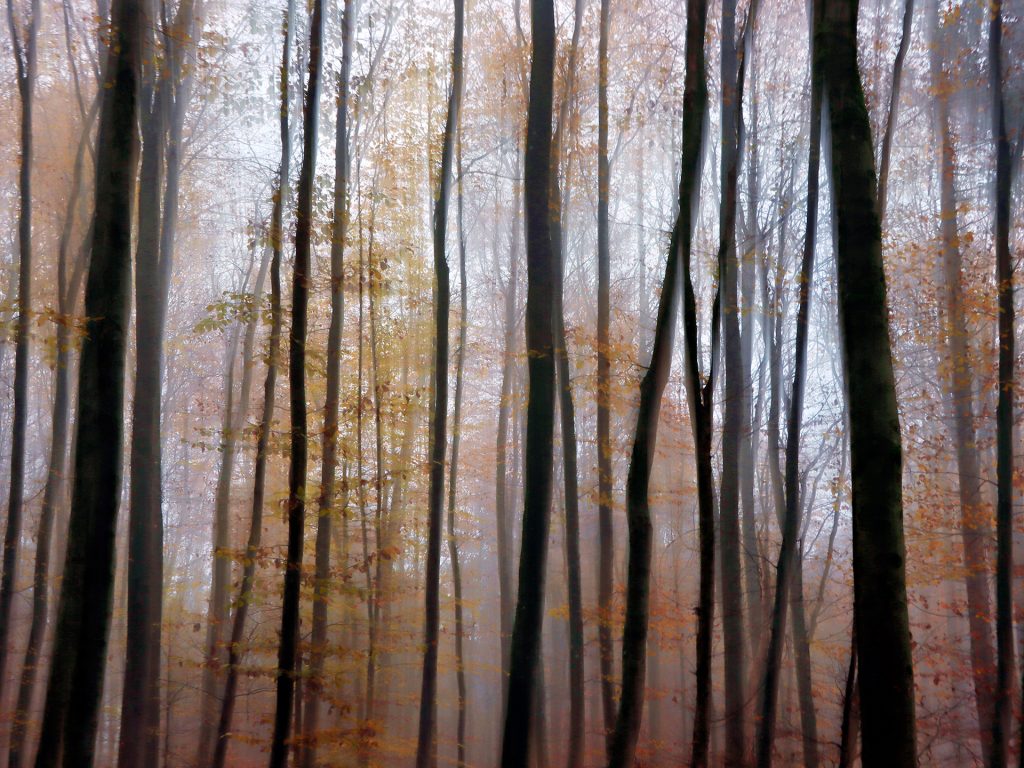 Herbstwald