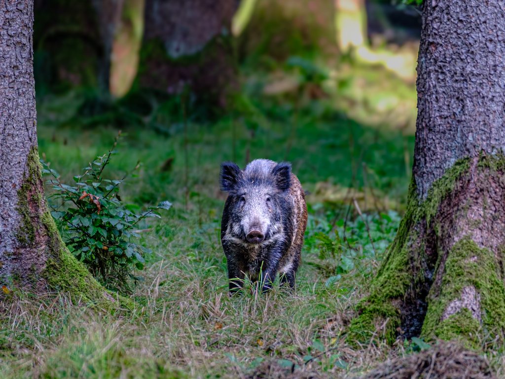 Wildschwein