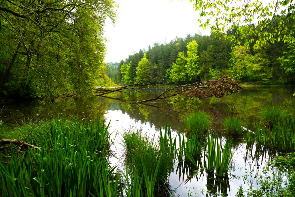 Waldweiher