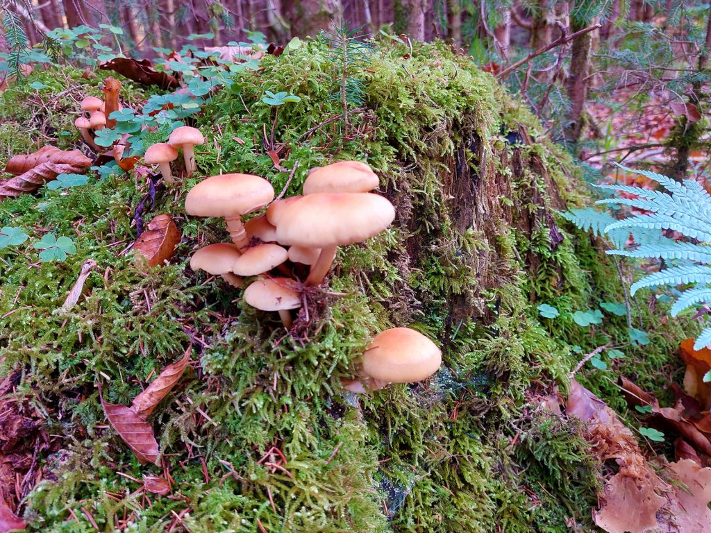 Baumpilze im Forst