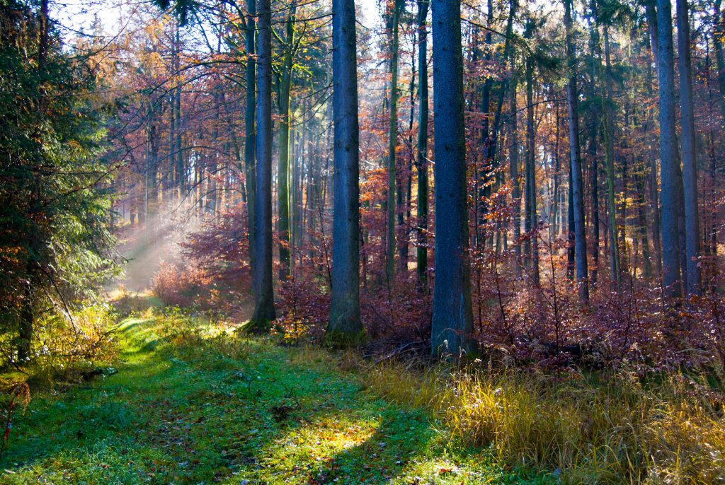 lichtdurchfluteter Wald