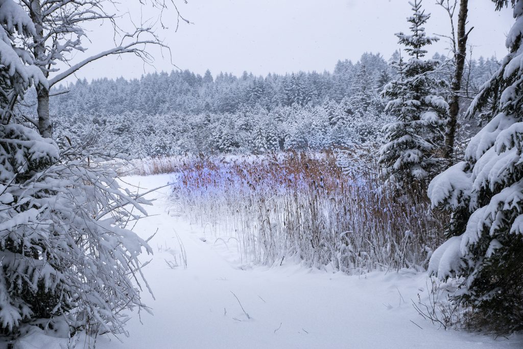 Winter im Wald