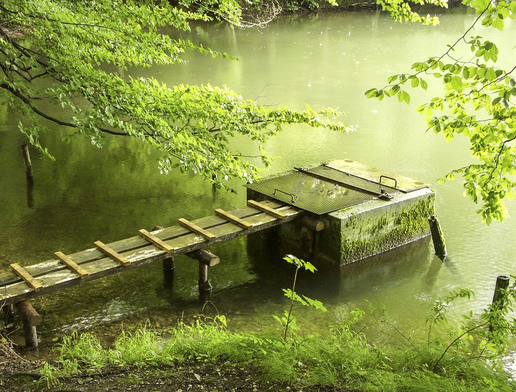 Sommer im Wald