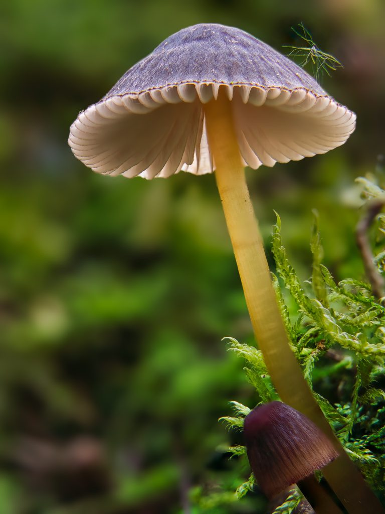 Pilz1