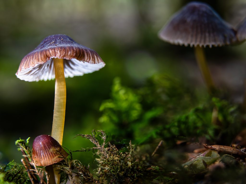Pilz2