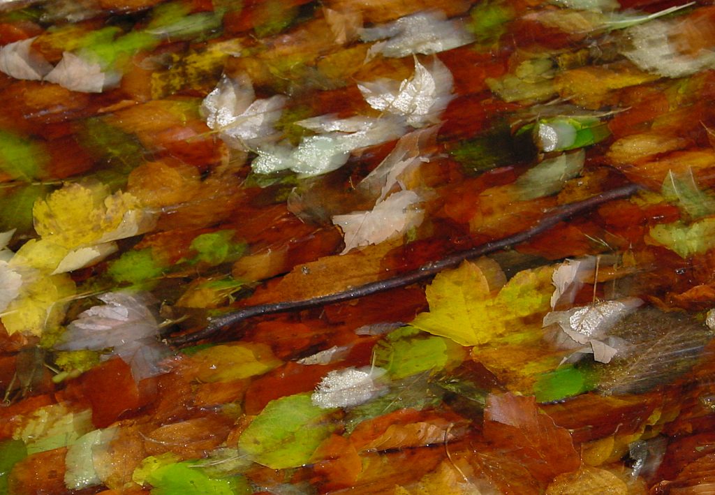 Herbstlaub