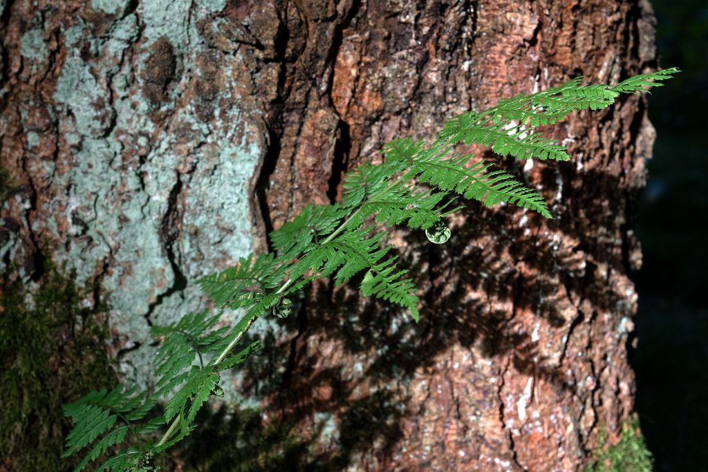Farn-Schatten