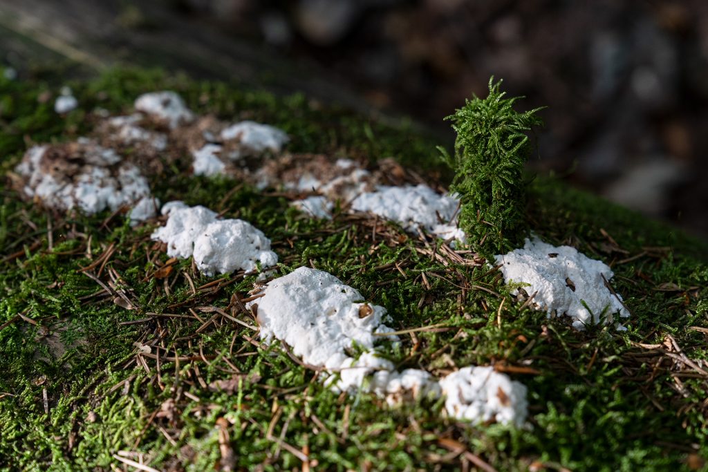 Pilze und Moose