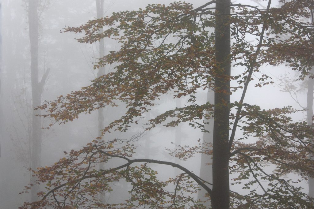 Wald im Nebel