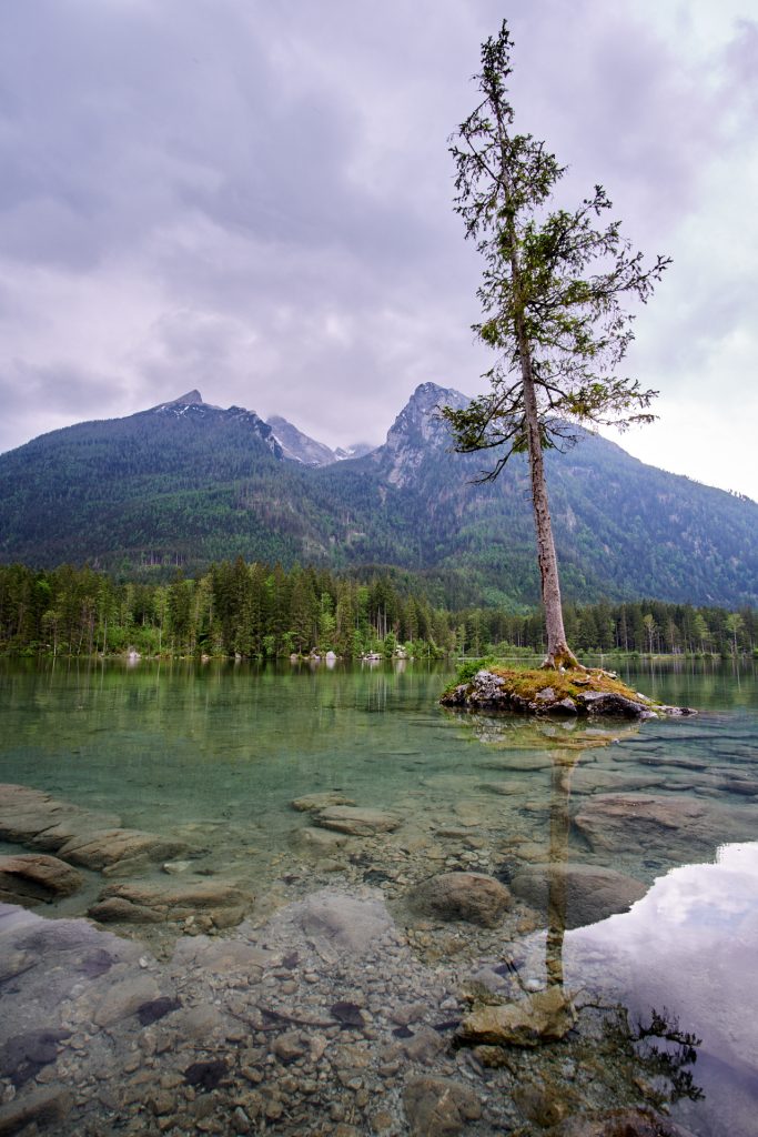 Baum im Hintersee