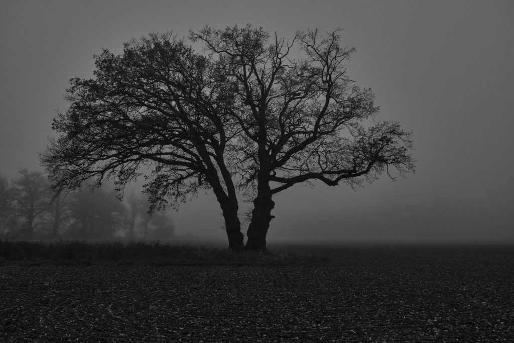 Im Nebel
