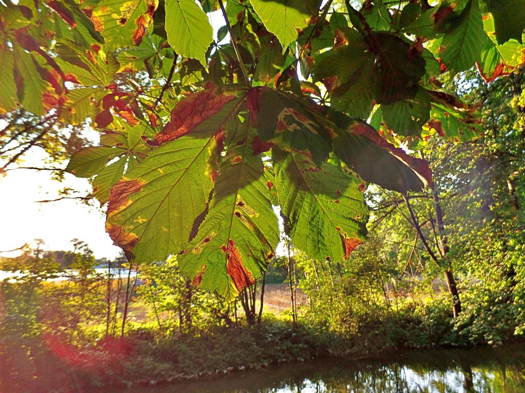 Herbstliche Kastanie
