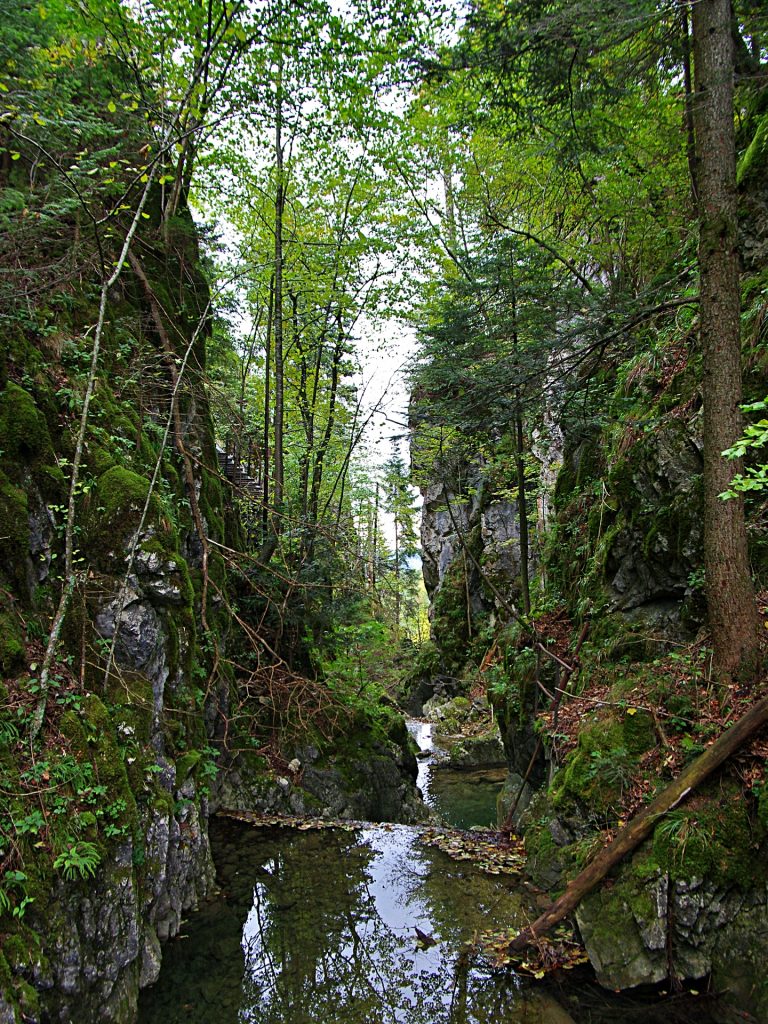 Waldwasser