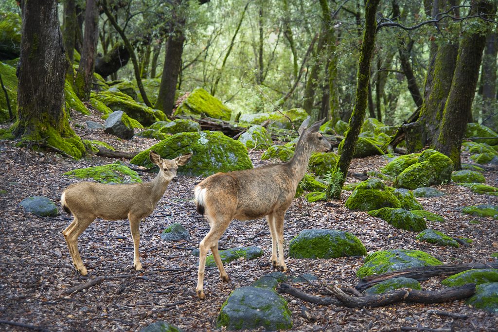 Hirsche im Steinwald