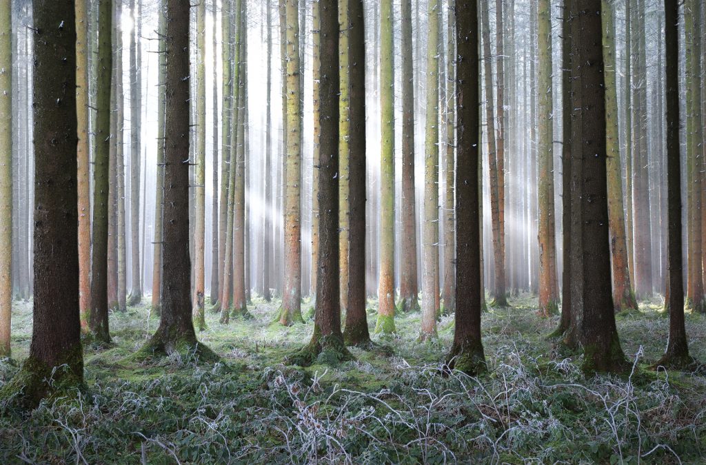 Silberwald