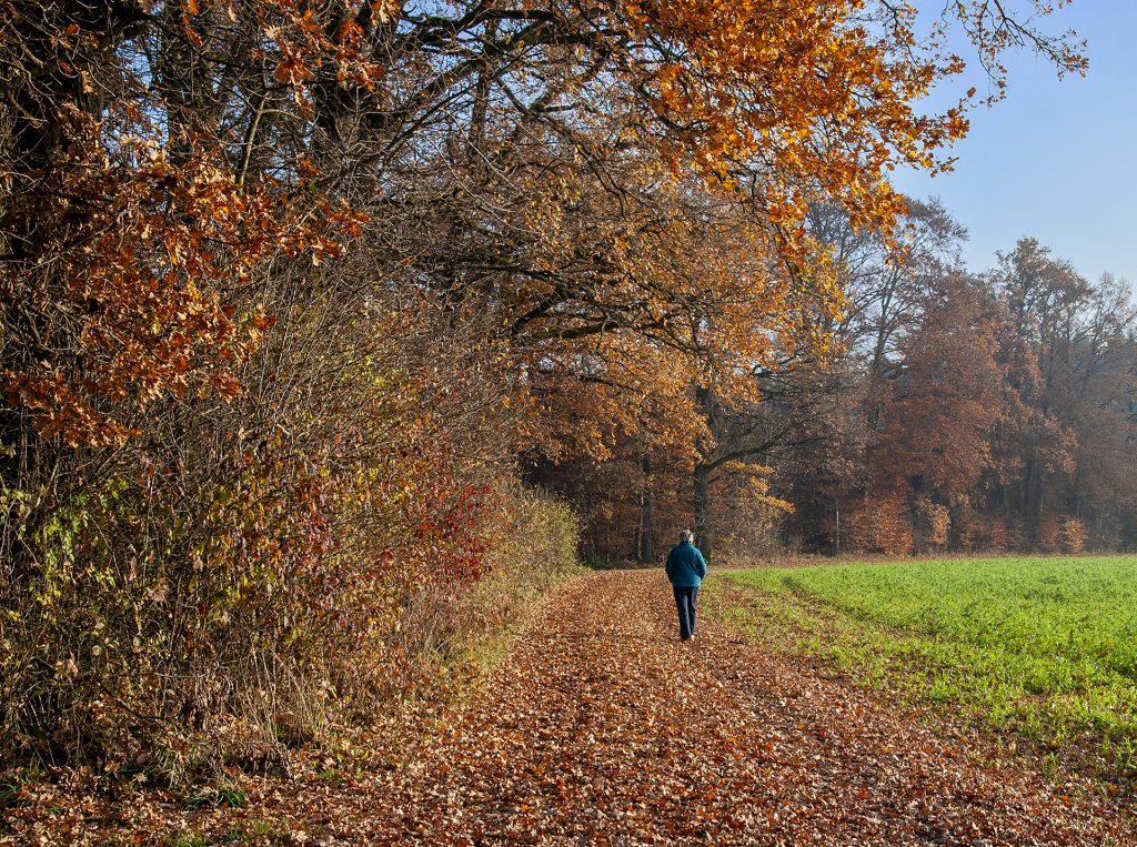 Spaziergang am Waldrand